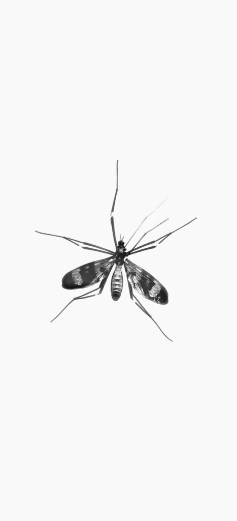 black and white moth on white surface