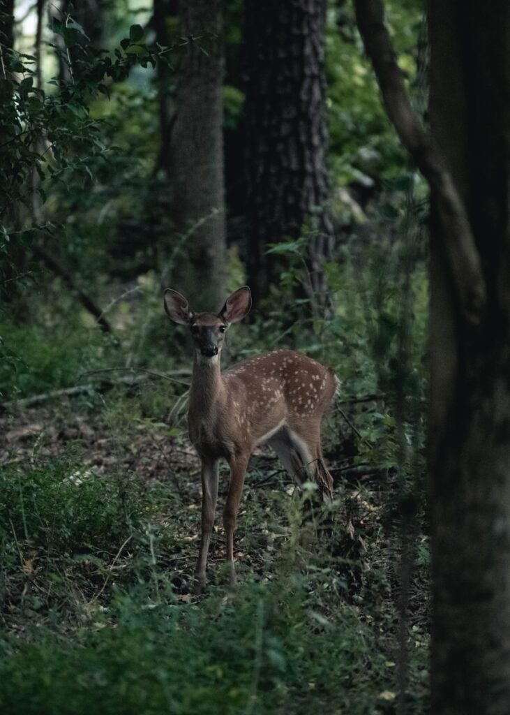 brown deer on green plants