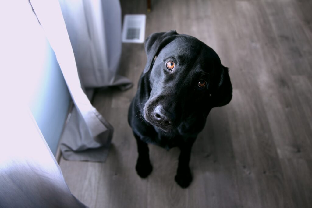 short-coated black dog sitting