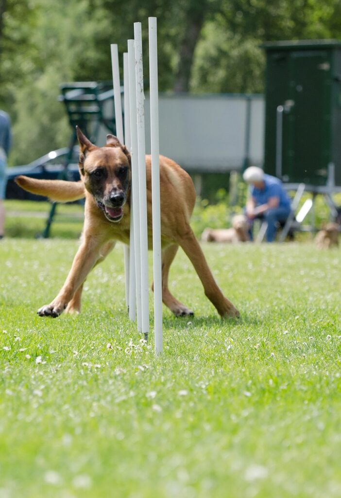 slalom, agility, malinois