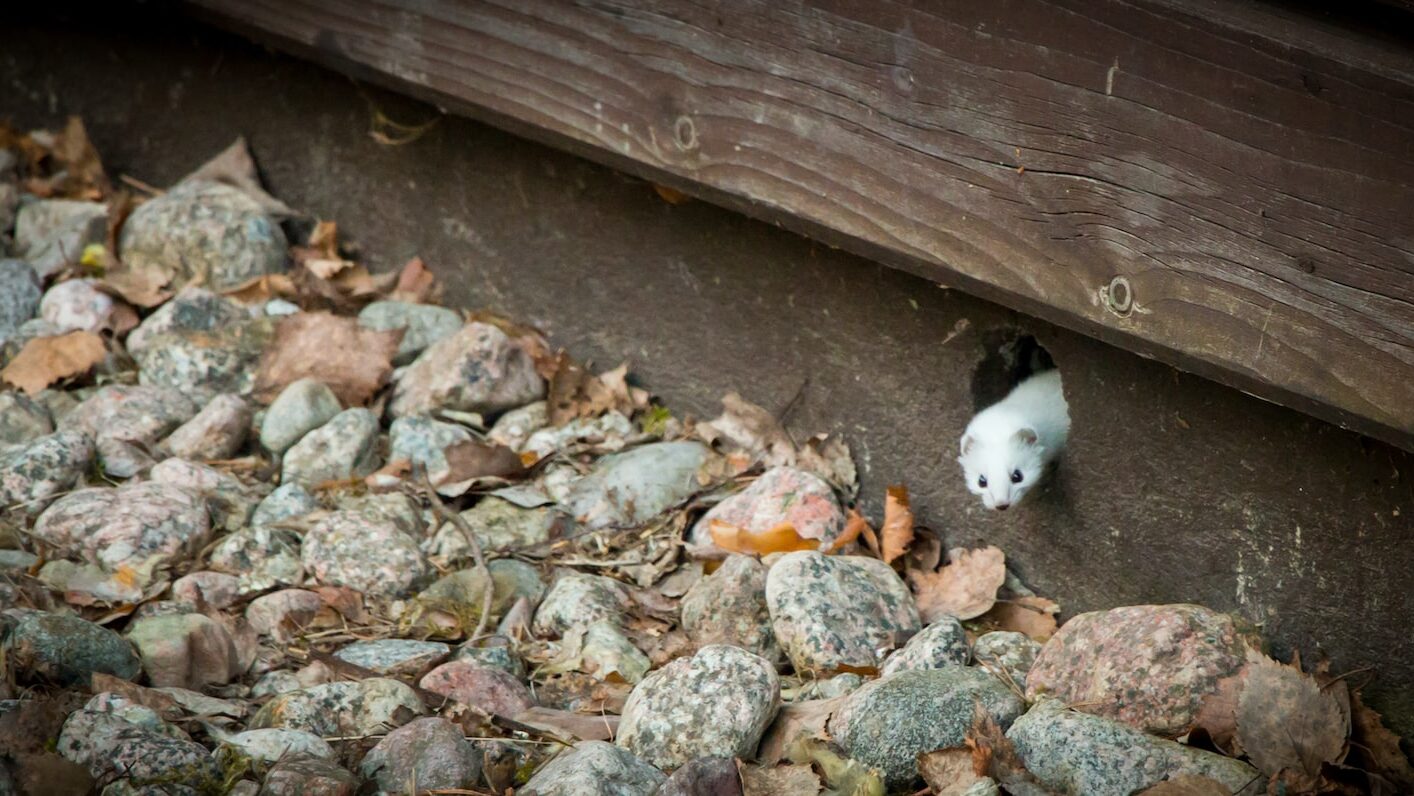 white rodent on gray rocks