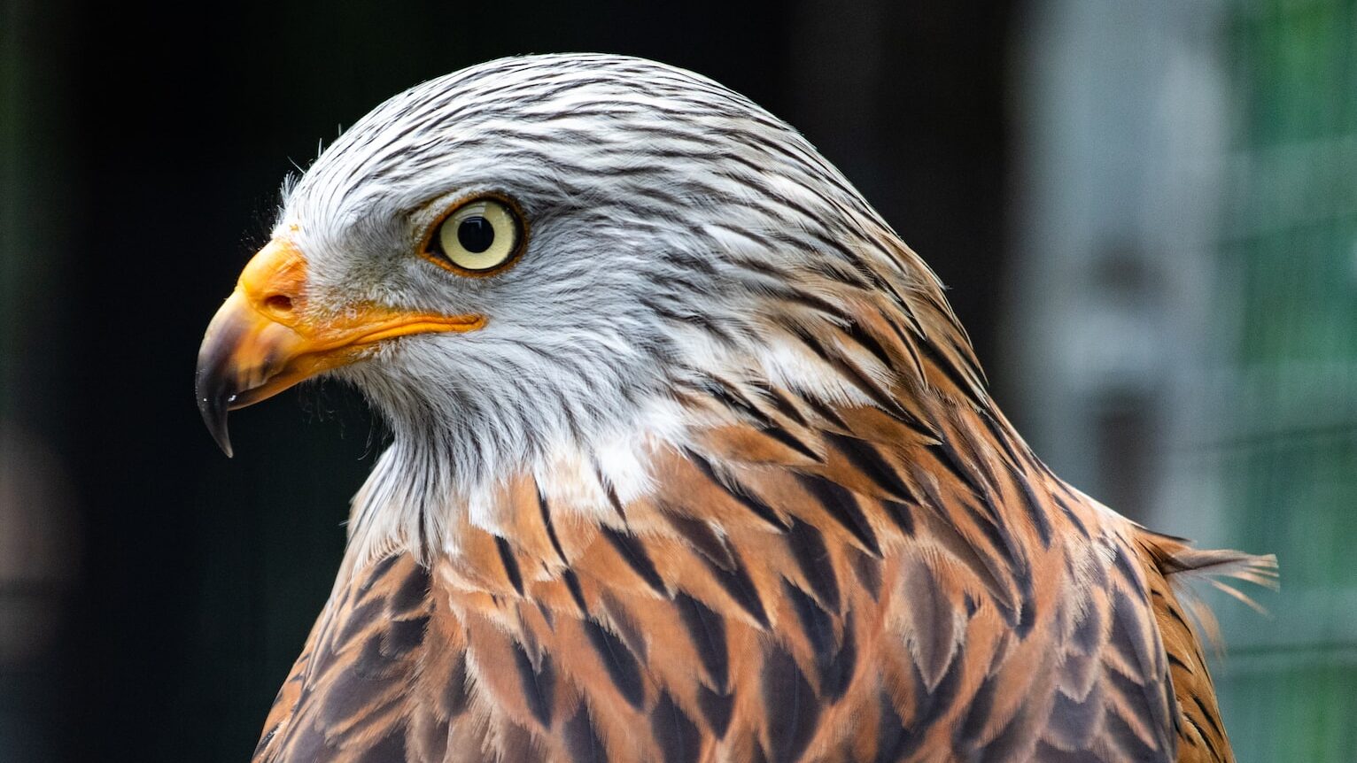 bald eagle