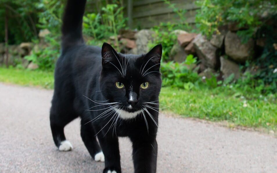 black Tuxedo cat