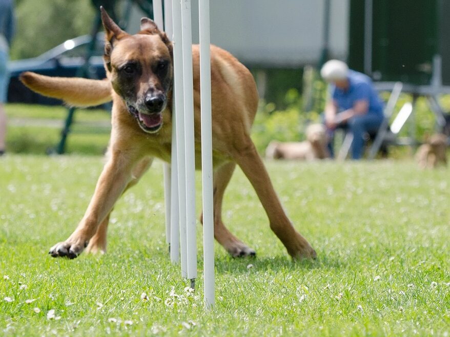 slalom, agility, malinois