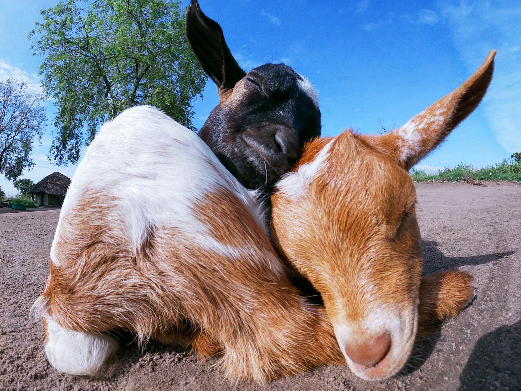 a close up shot of nigerian drawf goats sleeping